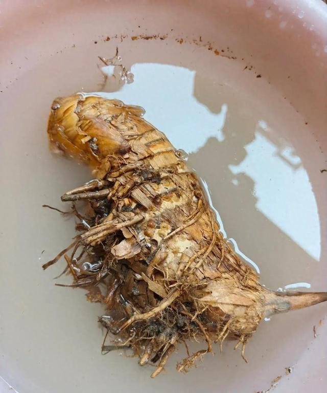 女子晒老公养的花，直呼“好恶心，想扔掉”，网友：扔哪，我去捡