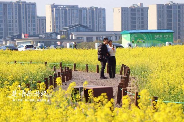 浙江宁波的江岸向日葵花海，与3处诗意荷塘相邻，拍照超级出片