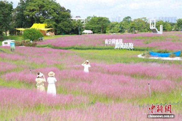 粉色浪漫来袭 广西南宁园博园粉黛花海迎秋盛放