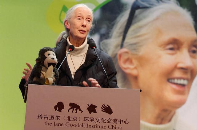 贡贝挖白蚁，北京站椅子：珍・古道尔的环保传奇