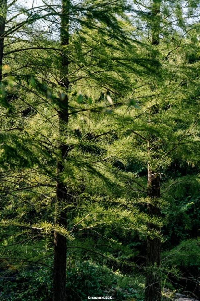 在坪山赴一场“海”的约会