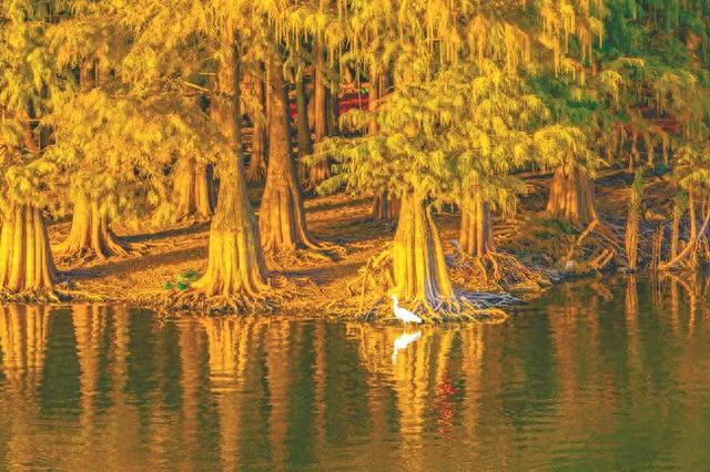 秋染四明皆胜景