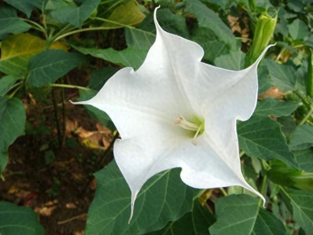 曼陀罗花语有什么含义（曼陀罗花语）