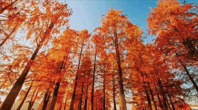 一叶知秋，一湖知美：太平湖红杉林已美成诗 | 皖美秋日