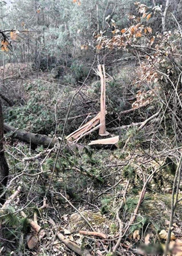 桐柏山林现命案，违规作业引争议，真相深藏迷雾中