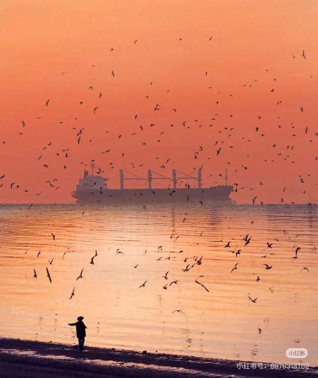 “西伯利亚来客”凭啥“操盘”青岛冬游？