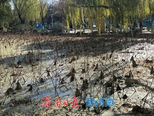 一年四季 泉在济南丨暖阳映残荷 冬日荷景绘就诗意画卷