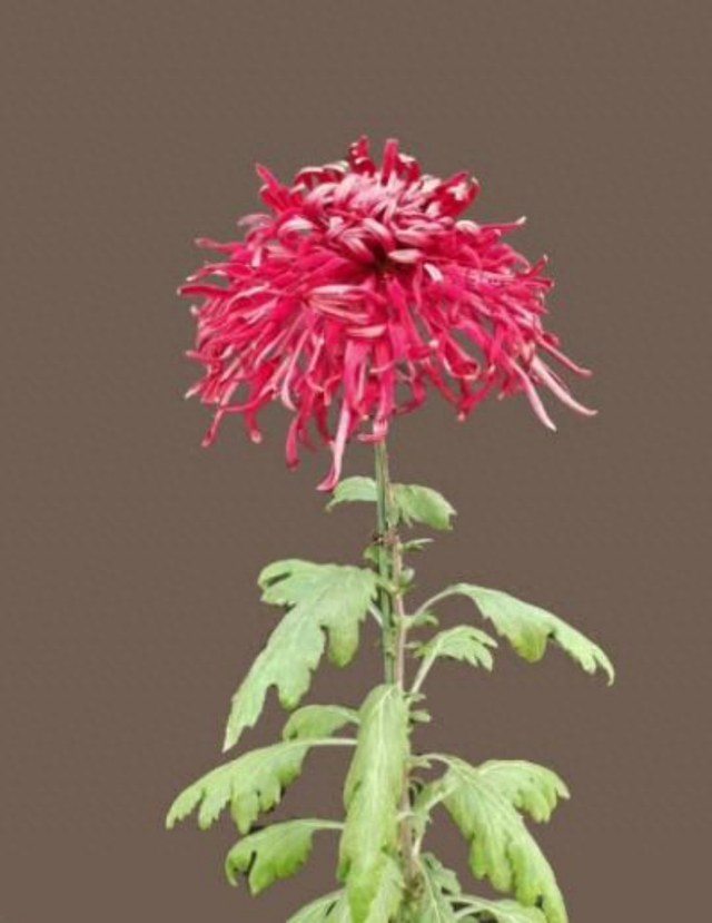 “花开北京·菊韵金秋”丨2025北京菊花文化节在北海公园盛大启幕
