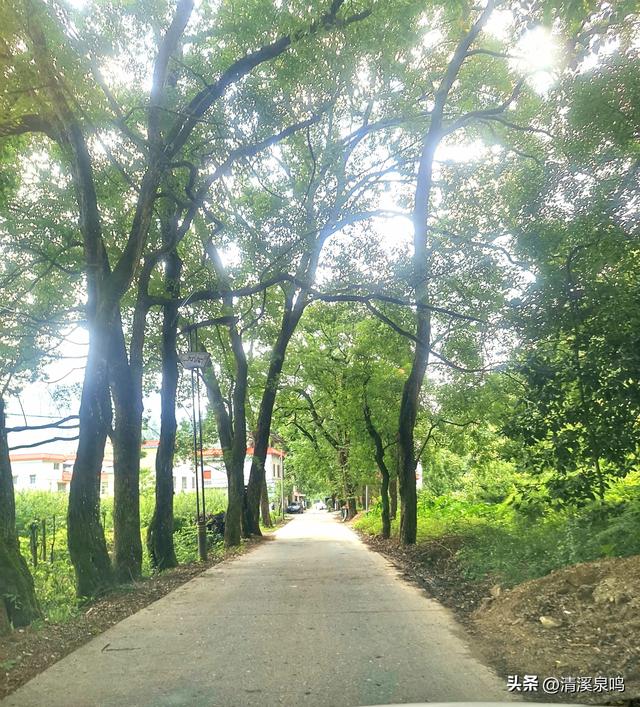 最美横坑路