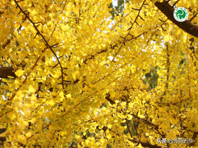 冬日美景在五华｜圆通山老银杏，藏着昆明人的共同记忆