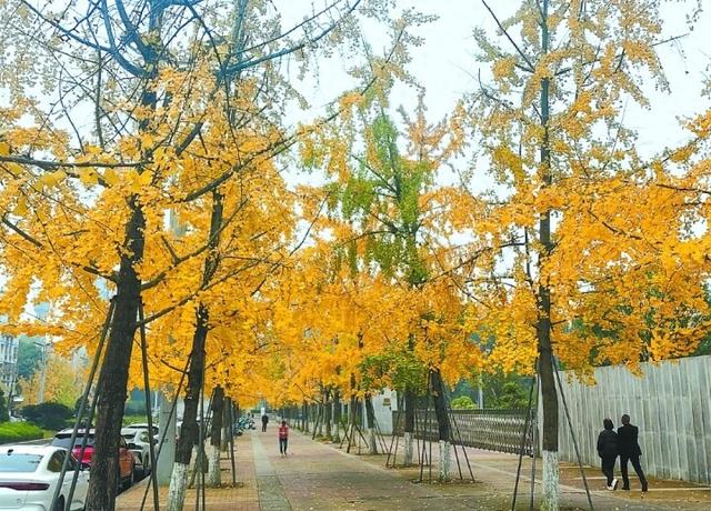 留得美景久驻 且将“落叶缓扫”