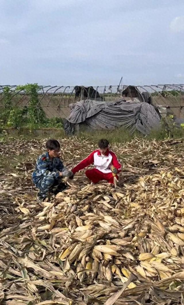 “在老家掰了7天半玉米	”的青岛大学生火了，连人民日报都“惊