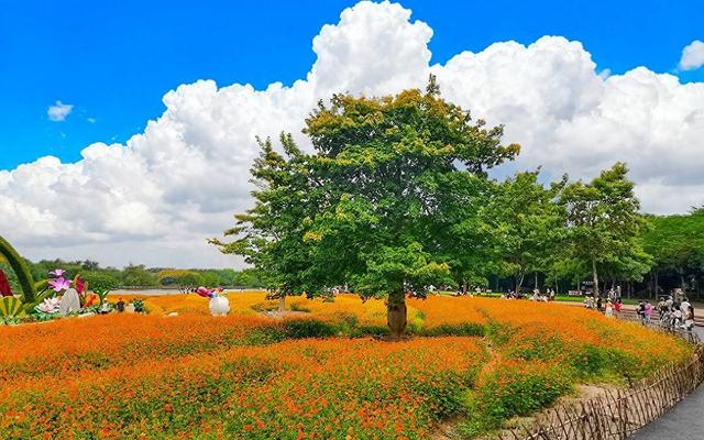 大量美国游客涌入重庆，打着旅游幌子不去旅游不吃美食，为啥来？