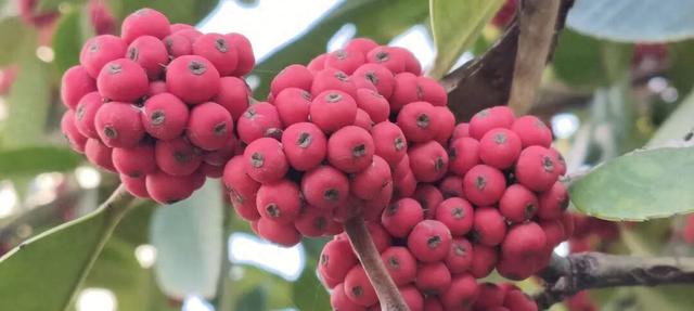 寻美薛城丨格外耀眼！大叶冬青红了，一起来龟山公园寻找冬日里的当“红”明星！