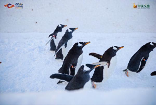 冰雪春天｜从“看企鹅”到“追IP”！长春北湖企鹅村重塑冰雪体验