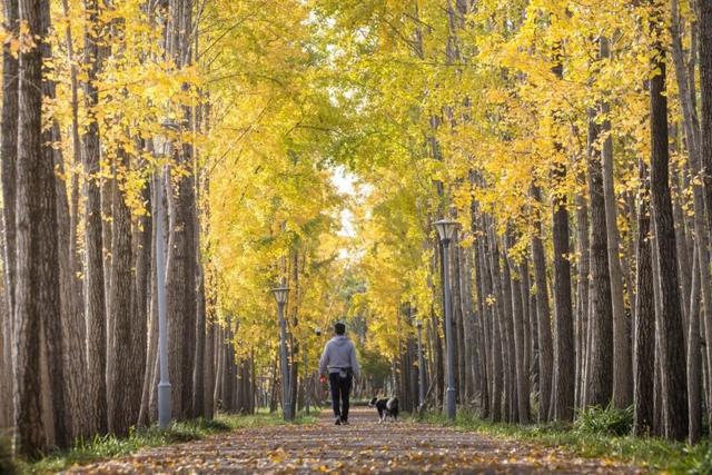 长宁最全银杏打卡点来啦，还有“宁宁”的私藏点位哦～【看“宁”的】