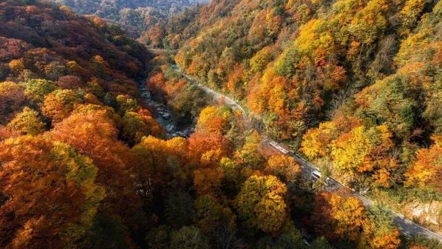 光雾山红叶最佳时间是什么时候（红叶即将进入最佳观赏期 四川巴中光雾山诺水河向大学生发出邀约）
