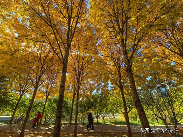 石家庄：秋色如画