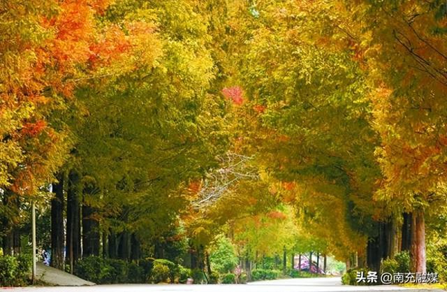 水杉披金铺锦绣 大升公路醉游人