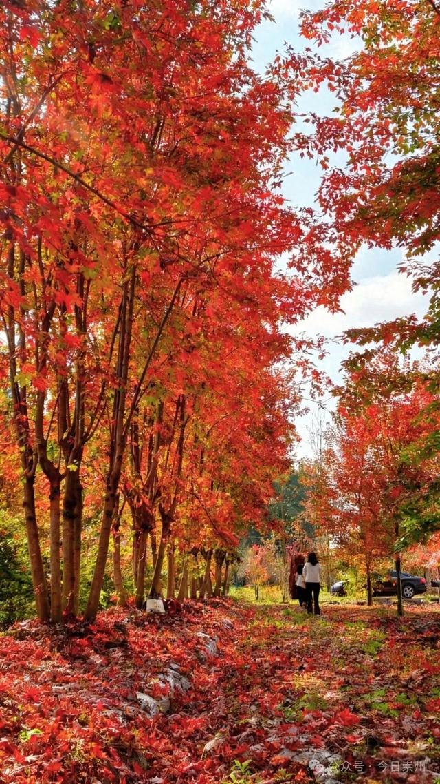 绝美！快来崇州收藏这份限定秋色