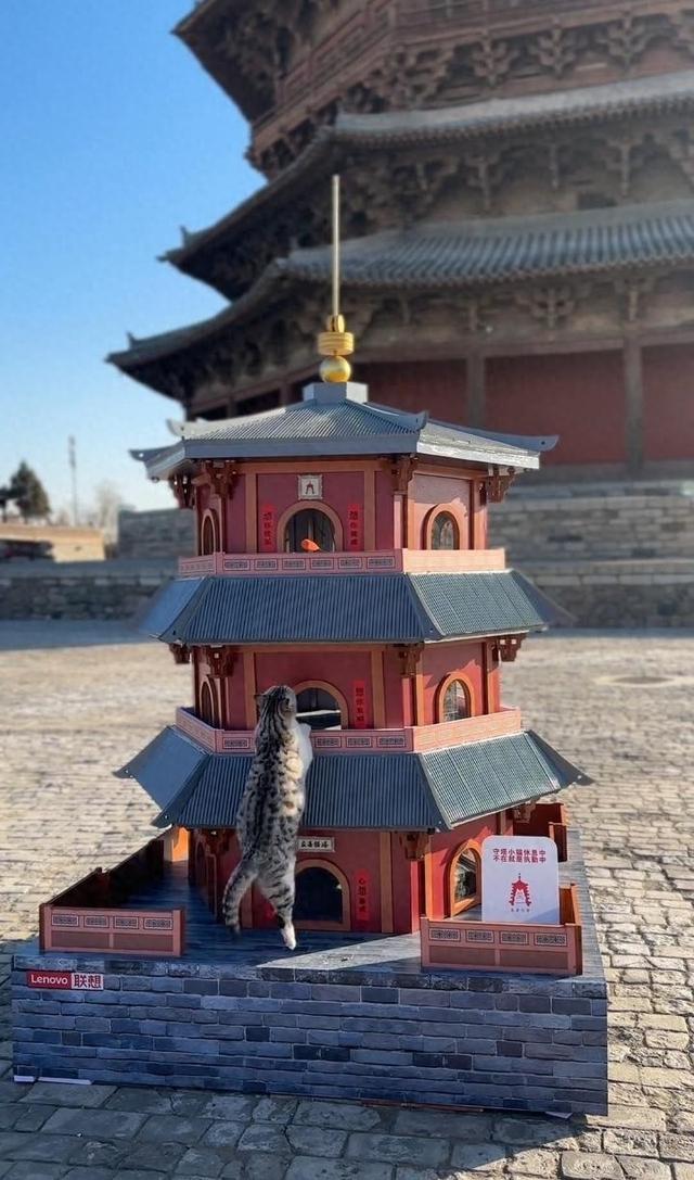 山西应县木塔景区为守塔猫建“猫塔”，“应县猫塔”成新晋网红打卡点