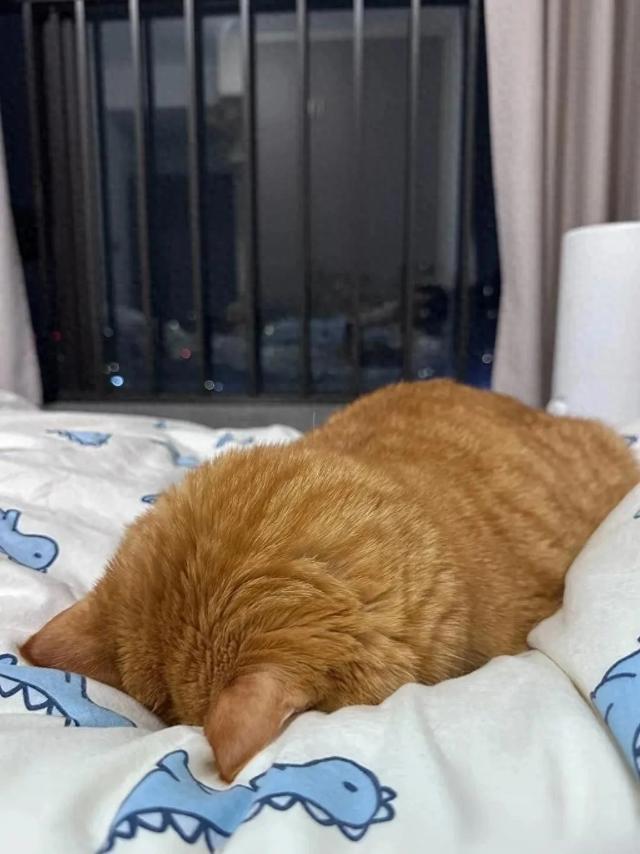 家里唯一一个不熬夜的！