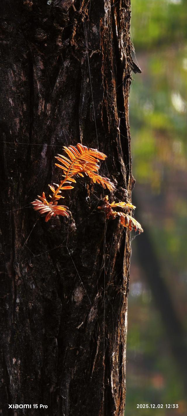 安靖蜀绣文化创意公园时下打卡好去处（手机拍一）