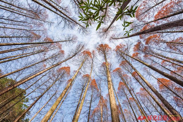 周日的靖州排牙山国家森林公园