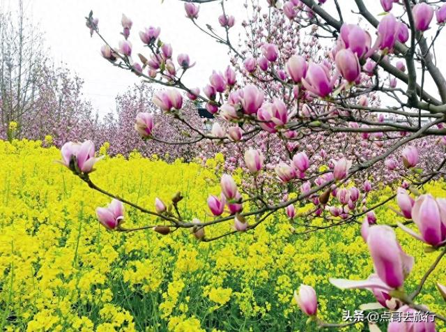 成都最浪漫的玉兰花开了，油菜花和玉兰花惊艳同框，让人赏心悦目