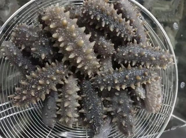 1只海参多少钱一只 2026年吃一个海参相当于吃了什么