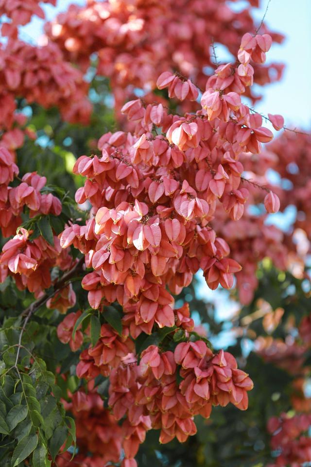 栾树花语