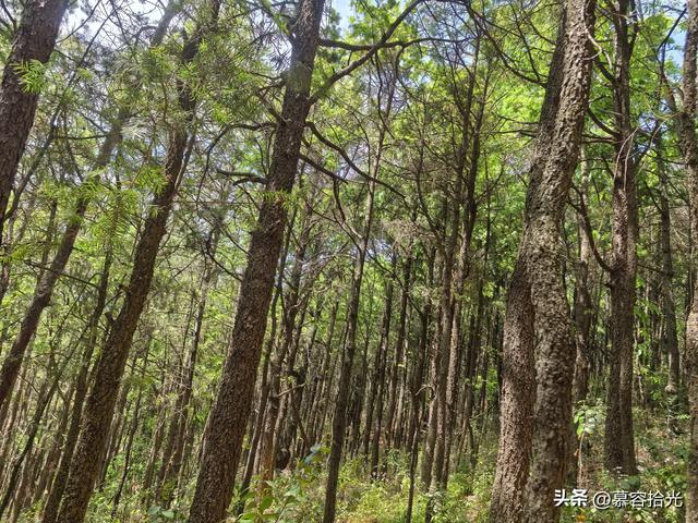 当铜殿被一只松鼠赋予轻盈