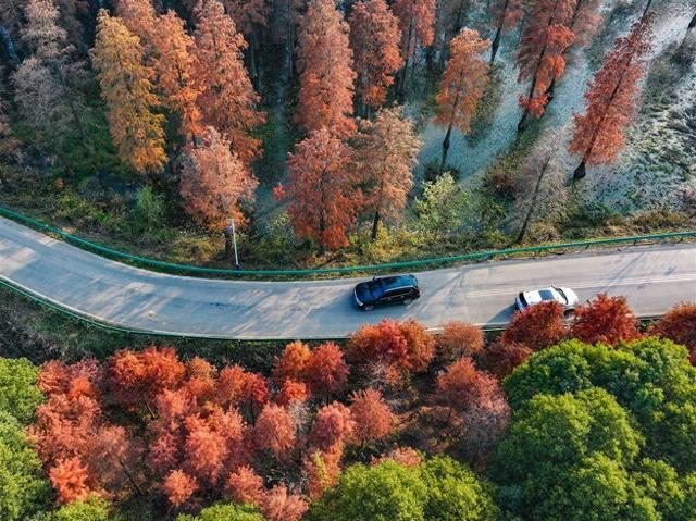 襄阳“童话森林”：红透半边林 车在画中行