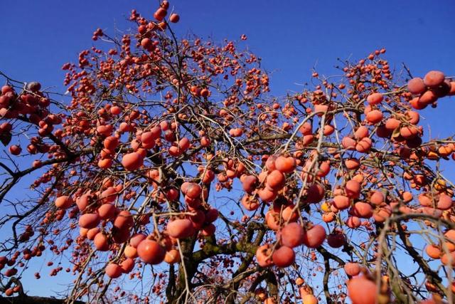 骊山风起时，那抹柿红是初冬最夺目的景致→