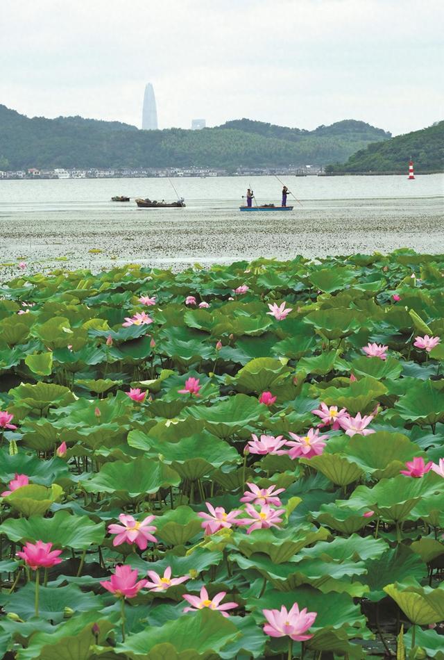 宁波：湖光山色 远舟近荷