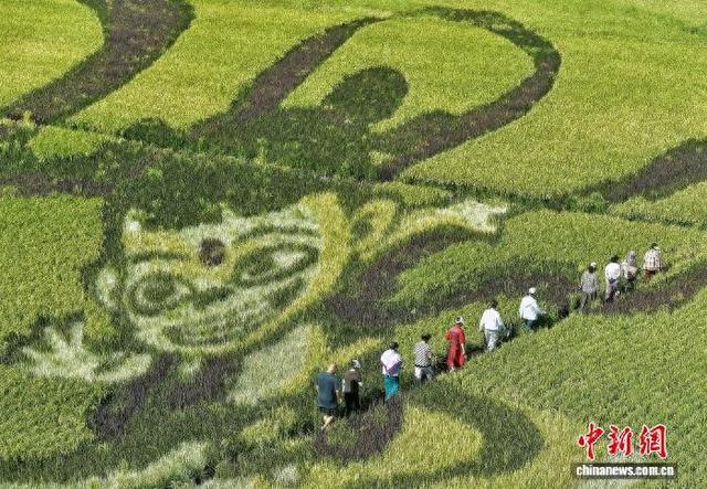 乌鲁木齐：巨幅稻田画吸引游客