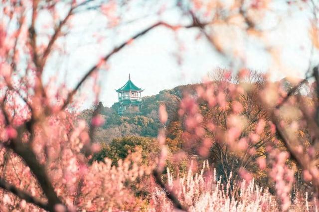 读懂无锡：无锡市花有两种，你知道吗？