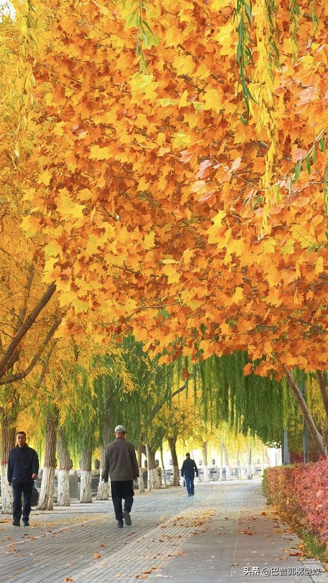 好美！秋天的尾巴你抓住了吗