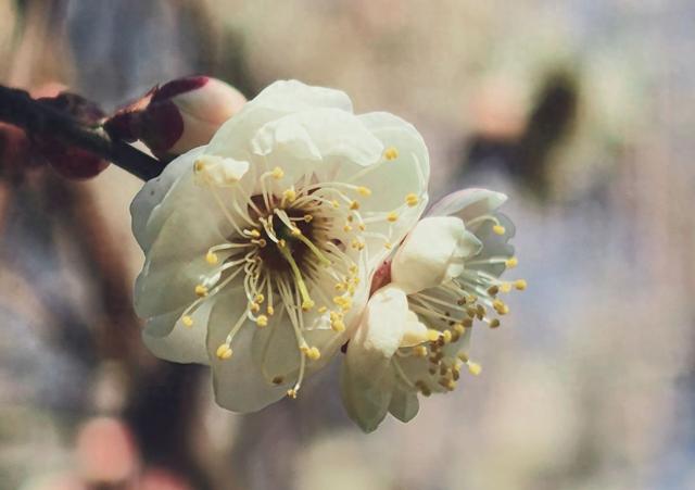 武当文化广场:梅花绽放引客来