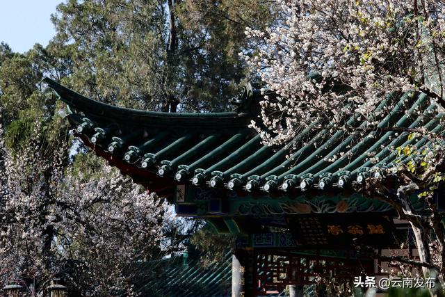 昆明大观公园梅花开了