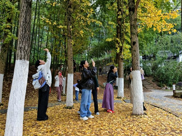 岳麓山的银杏黄了