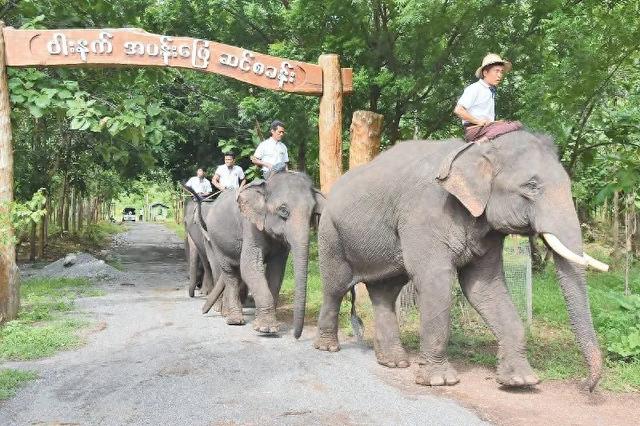 缅甸曼德勒周边发现一处大象营地，太好玩啦