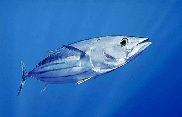 鲣鱼胶原蛋白肽的功效与作用 鱼胶原蛋白肽的功效与作用是什么 鲣鱼胶原蛋白肽的功效与作用 鱼胶原蛋白肽的功效与作用是什么