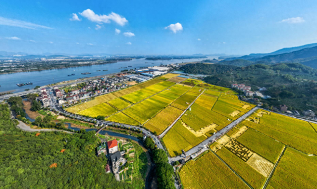 山水织梦演绎“茶稻生金”，全域风貌蝶变“富春山居”