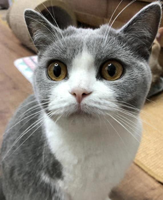 小猫跑酷破解版下载（猫咪键盘上霸屏不走）