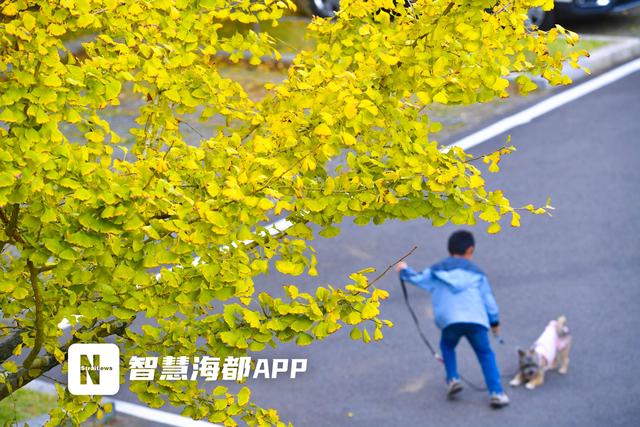 福州鼓岭银杏迎 “颜值巅峰”，秋日仪式感拉满