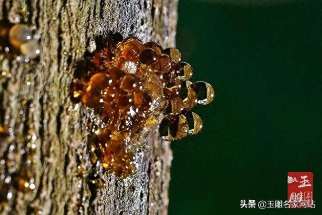 琥珀是怎么形成的简介（琥珀形成过程是怎样的琥珀形成的过程介绍）