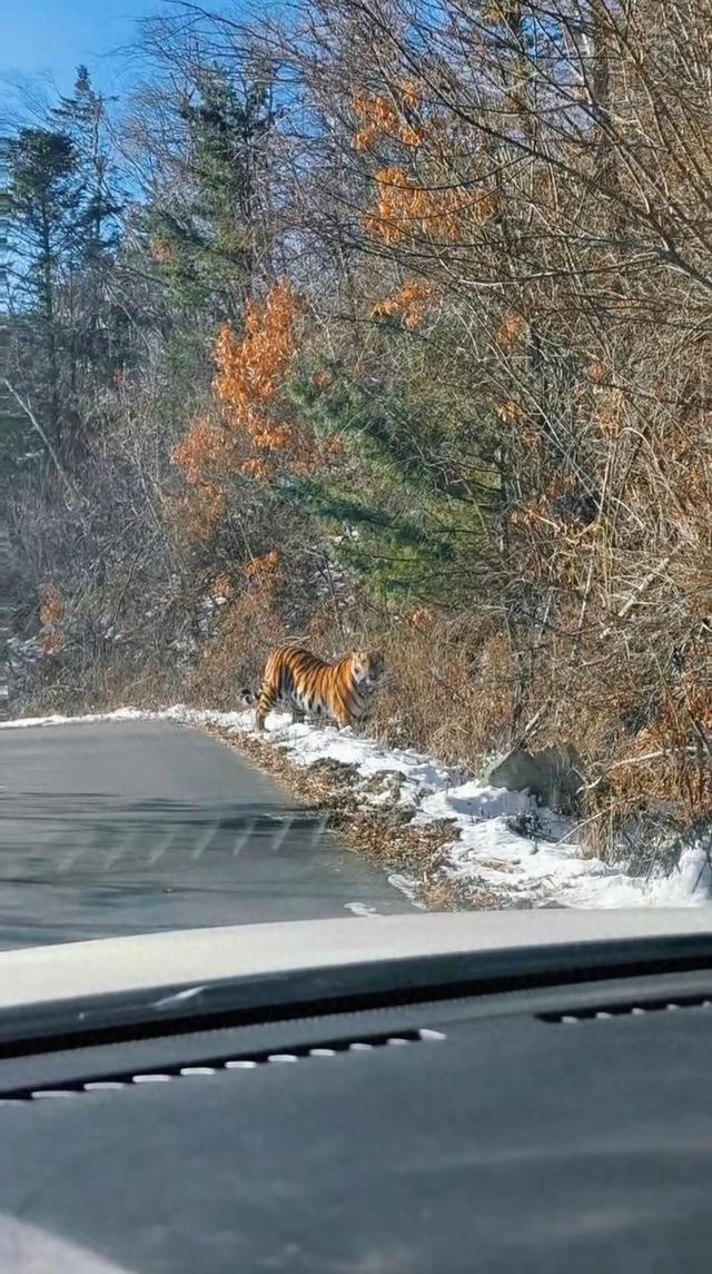 吉林延边男子自驾偶遇“拦路虎”，对望数眼后老虎消失林间，乡政府：事发地位于保护区，野生动物出没较为频繁