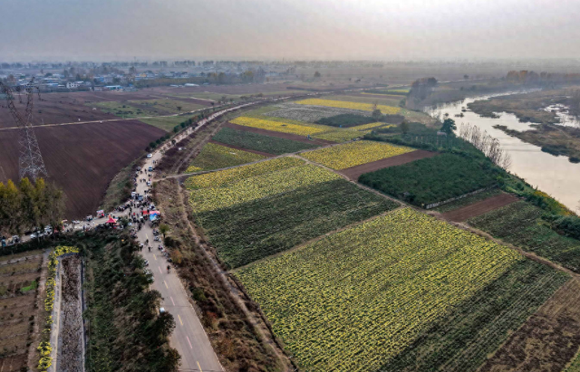 超美，平顶山这里有大片金色花海！