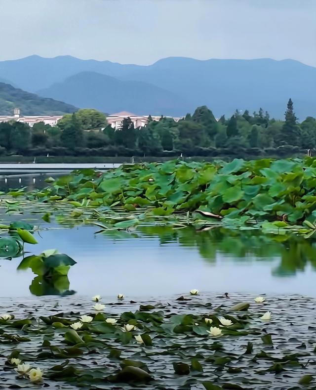 昆明藏了个“水上森林”，白鹭翩飞，公交直达！名称见文末→